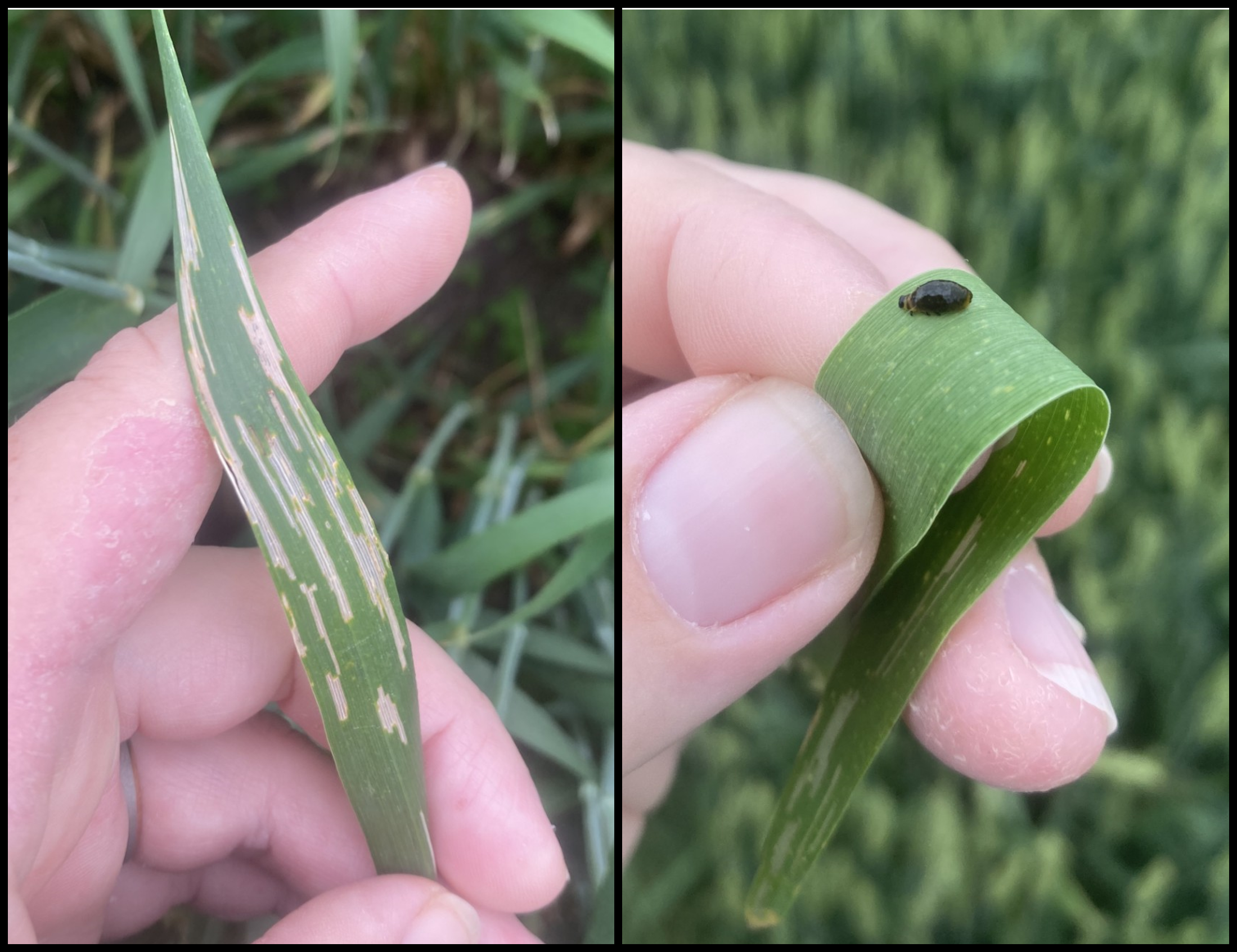 Cereal leaf beetle damage to corn leaf and a larva.